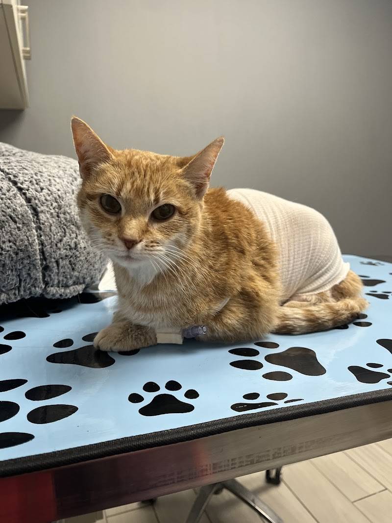 Philadelphia Animal Specialty & Emergency (PASE)
