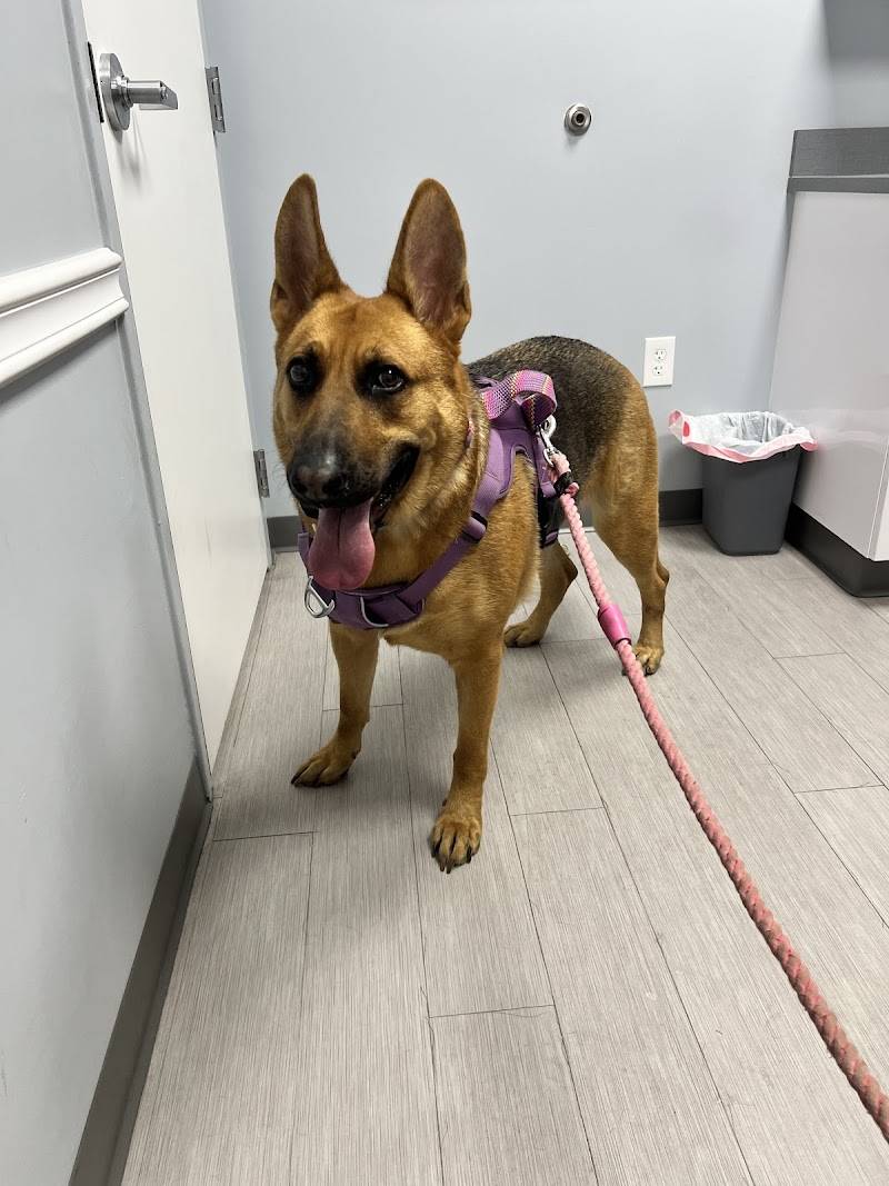 Philadelphia Animal Specialty & Emergency (PASE)