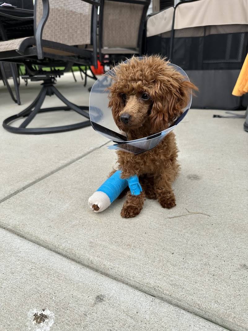 Philadelphia Animal Specialty & Emergency (PASE)