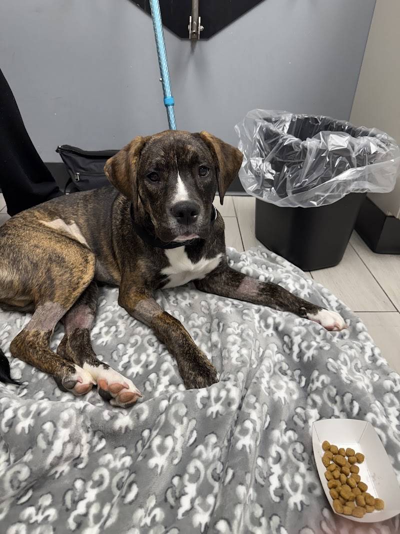 Philadelphia Animal Specialty & Emergency (PASE)