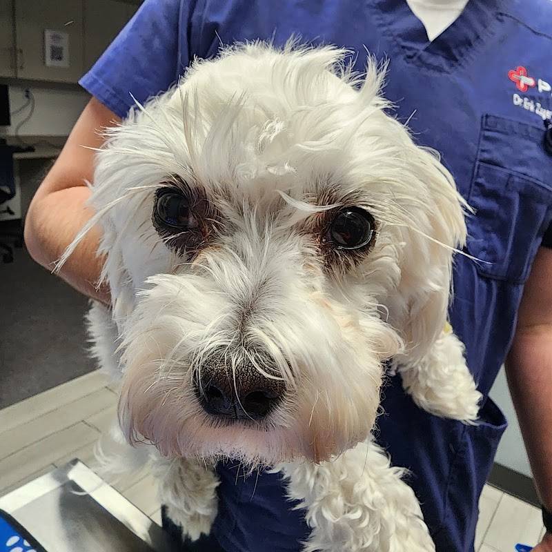 Philadelphia Animal Specialty & Emergency (PASE)
