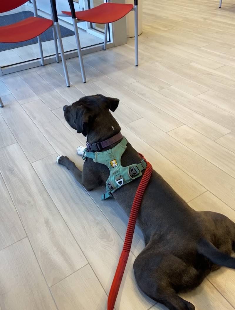 Philadelphia Animal Specialty & Emergency (PASE)